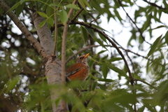 Turdus rufopalliatus