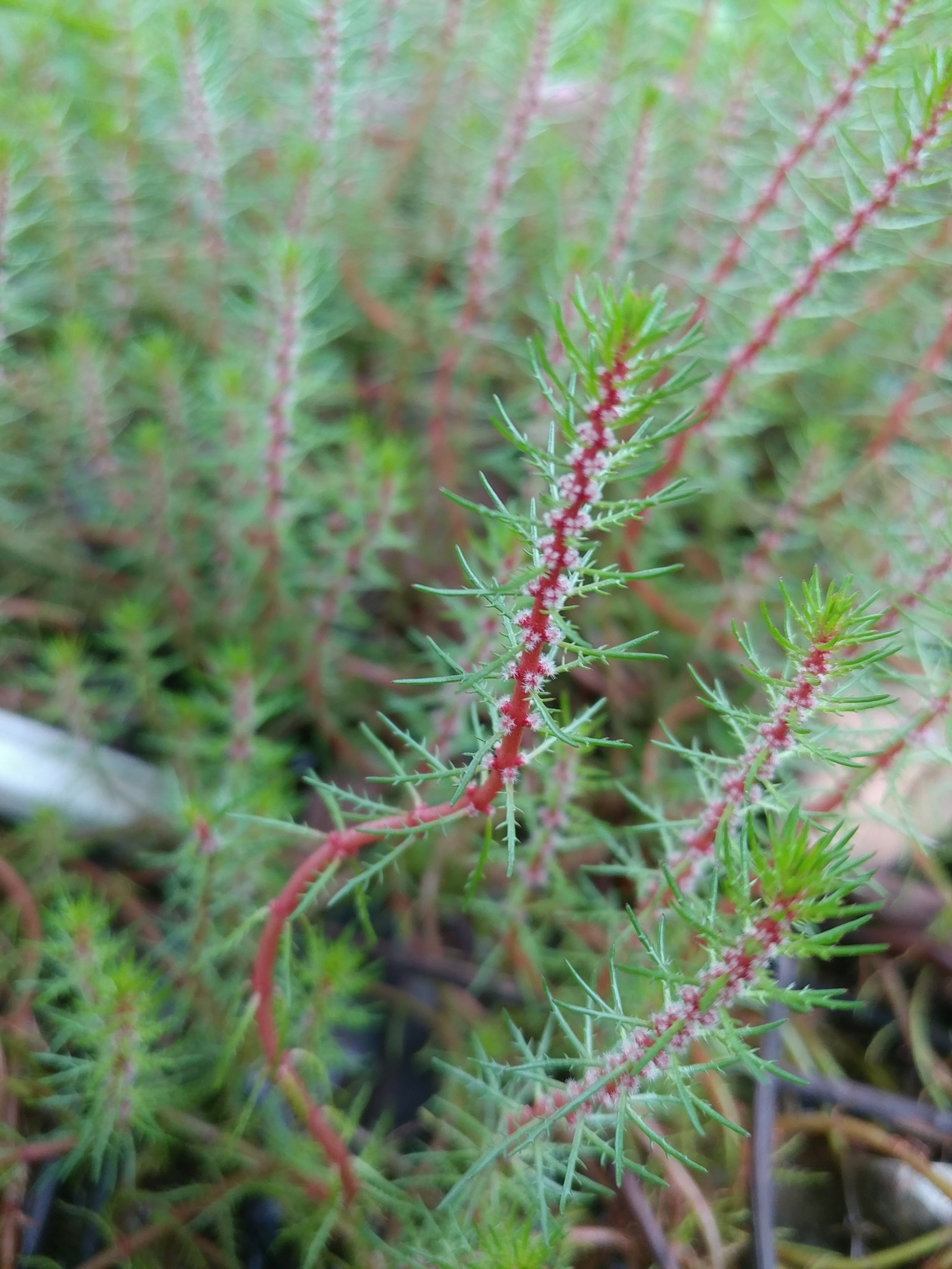 Myriophyllum ussuriense
