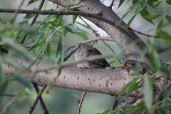 Columbina inca