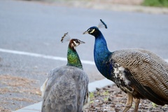 Indian Peafowl photo 3