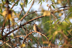Passer domesticus