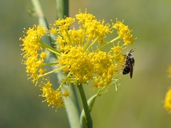 Stratiomys longicornis