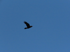 Common Raven
