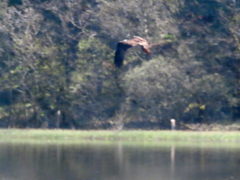 Osprey