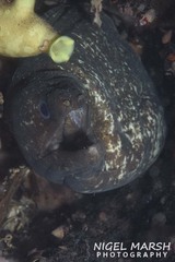 Gymnothorax pseudothyrsoideus