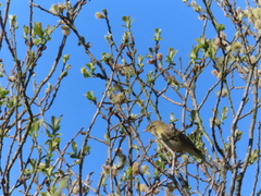 Willow Warbler