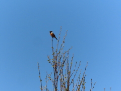 European Stonechat