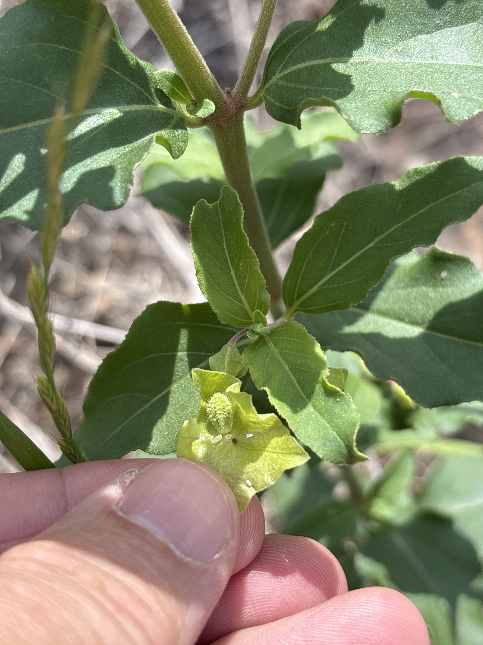 Mirabilis albida