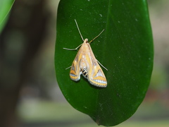 Eoophyla conjunctalis