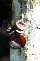 Auricularia minor