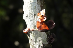 Auricularia minor