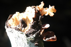 Auricularia minor