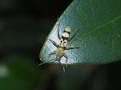 Chlorophorus signaticollis