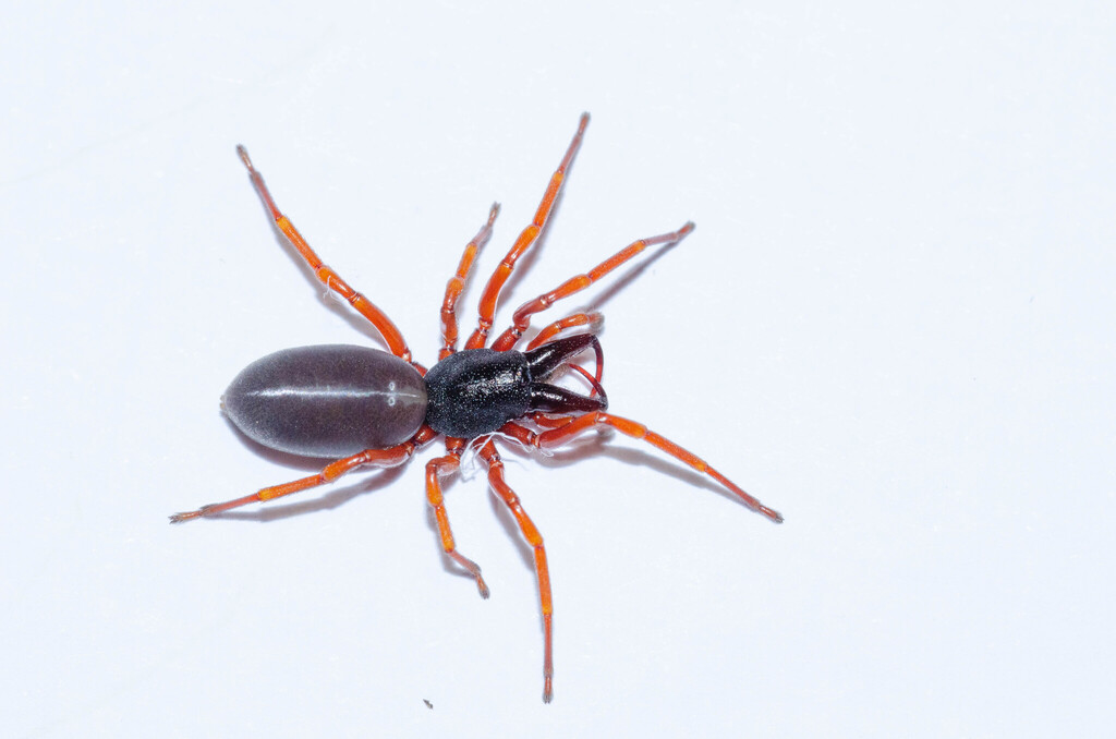 Dysdera scabricula