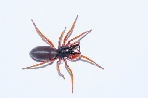 Dysdera scabricula