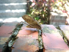 Ruidocollaris truncatolobata