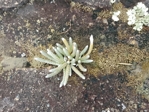 Anacampseros rhodesica