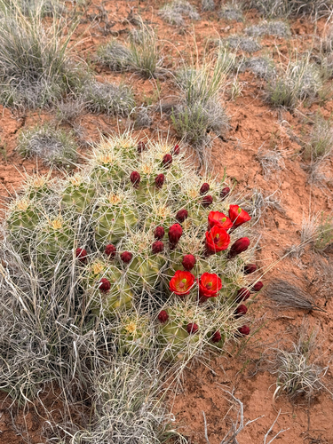 Mojave Kingcup Cactus