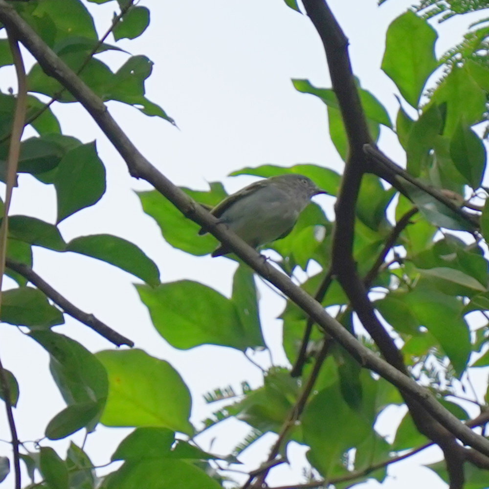 Grey-headed Elaenia (Myiopagis caniceps), photo 5
