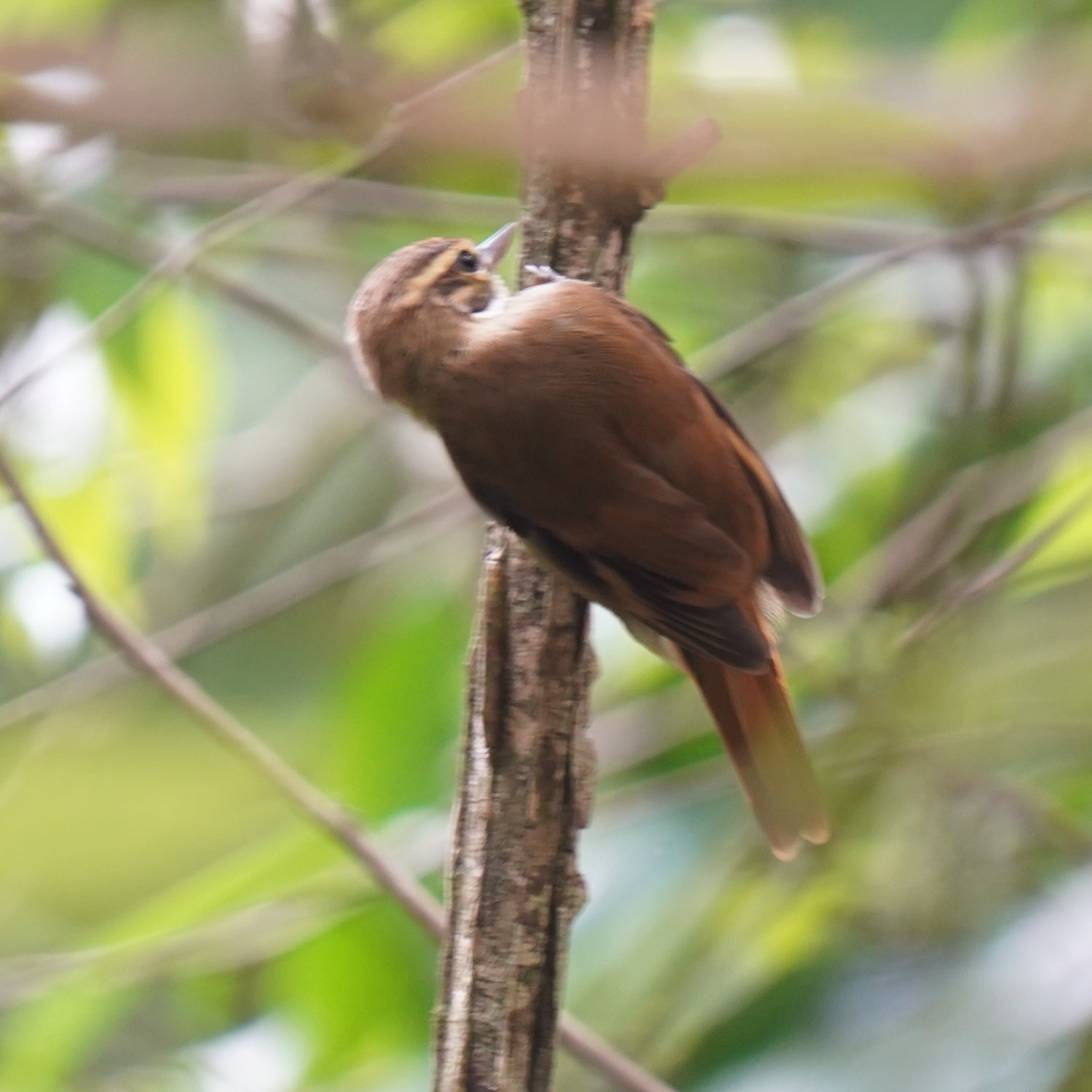 Atlantic Plain Xenops (Xenops minutus), photo 5