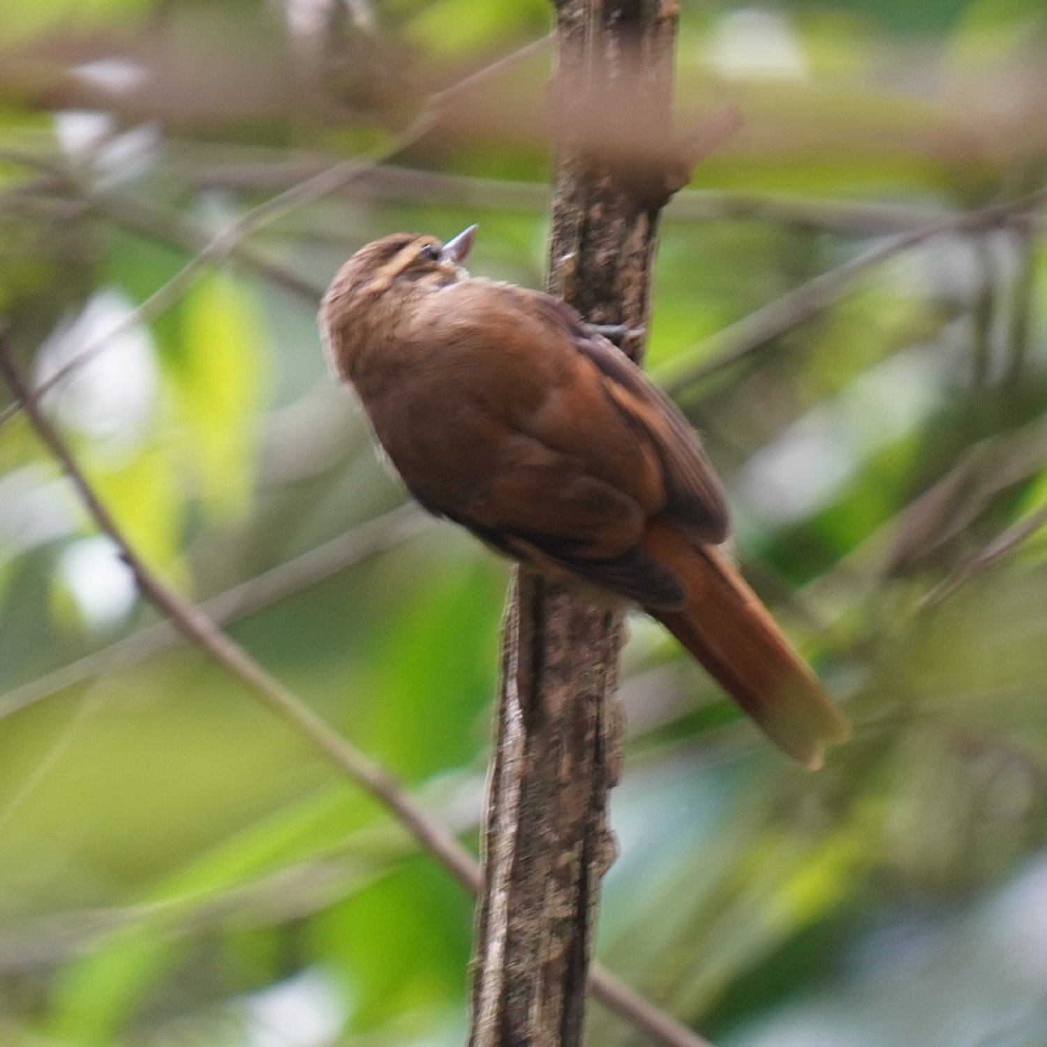 Atlantic Plain Xenops (Xenops minutus), photo 6