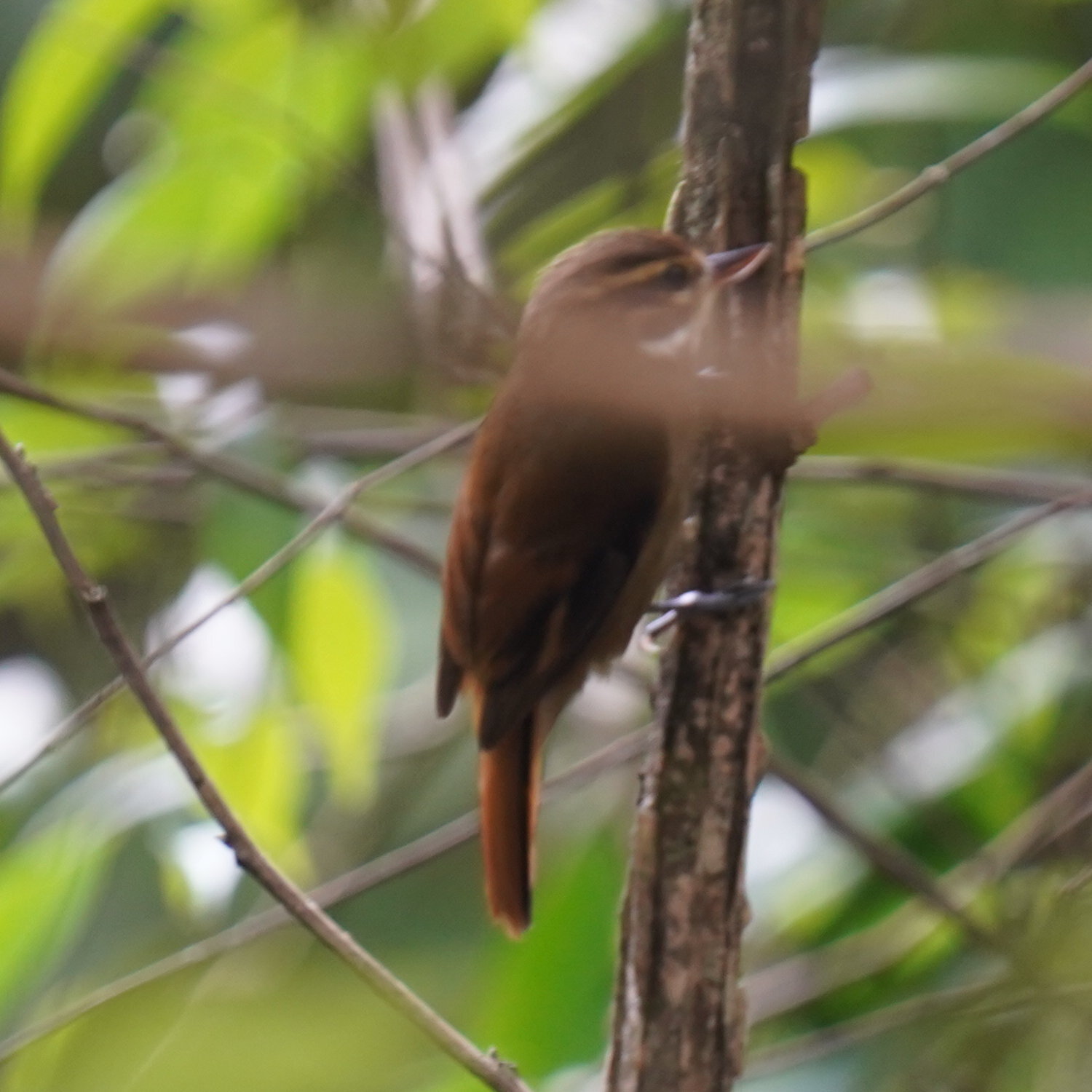 Atlantic Plain Xenops (Xenops minutus), photo 7