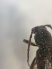 Trichoferus campestris