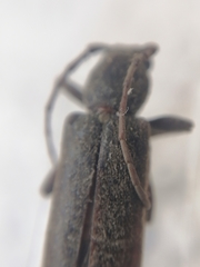 Trichoferus campestris
