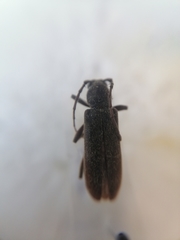 Trichoferus campestris