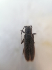 Trichoferus campestris