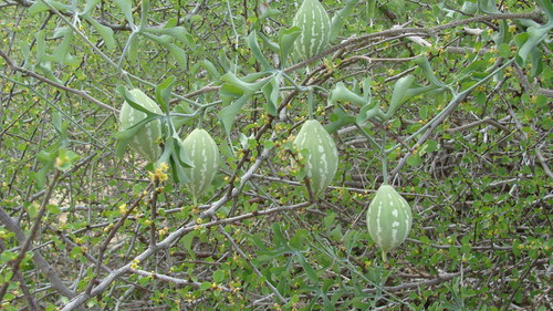 Ibervillea sonorae