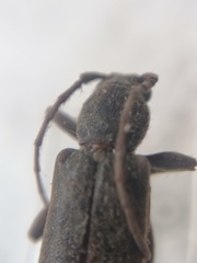 Trichoferus campestris