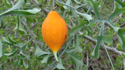 Ibervillea sonorae