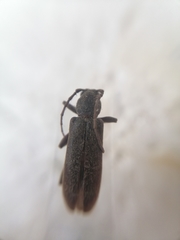Trichoferus campestris