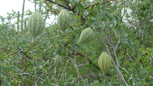 Ibervillea sonorae