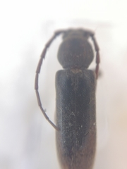 Trichoferus campestris