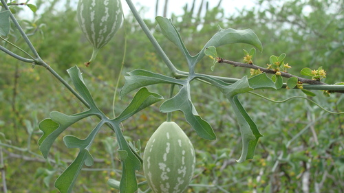 Ibervillea sonorae
