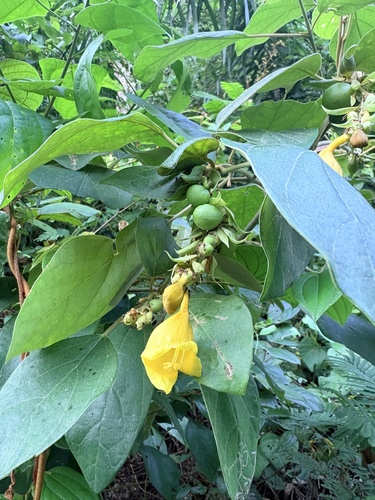 Gmelina elliptica observed 2026-04-24