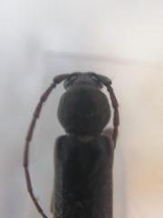 Trichoferus campestris