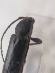Trichoferus campestris