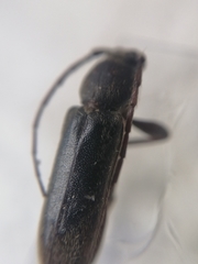 Trichoferus campestris