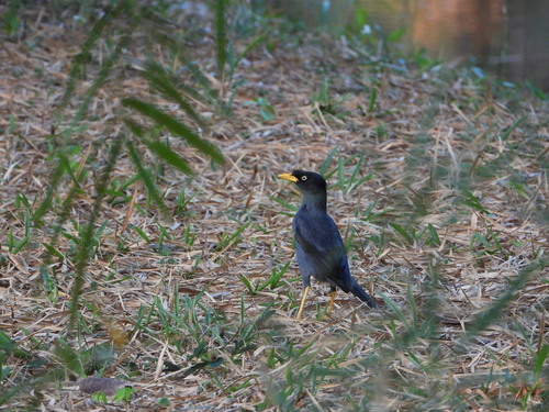 Acridotheres javanicus