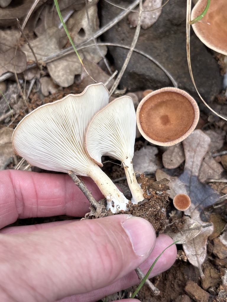 Infundibulicybe gibba
