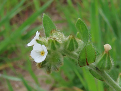 Plagiobothrys canescens