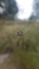 Isoxya cicatricosa