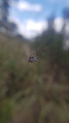 Isoxya cicatricosa