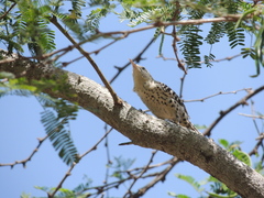 Campylorhynchus nuchalis