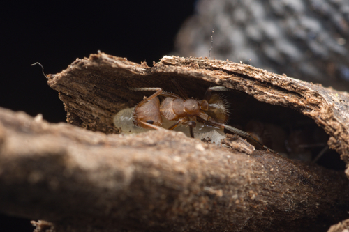 Camponotus pittieriCamponotus pittieri