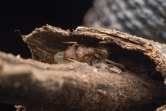 Camponotus pittieri
