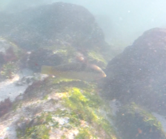 Halichoeres nicholsi